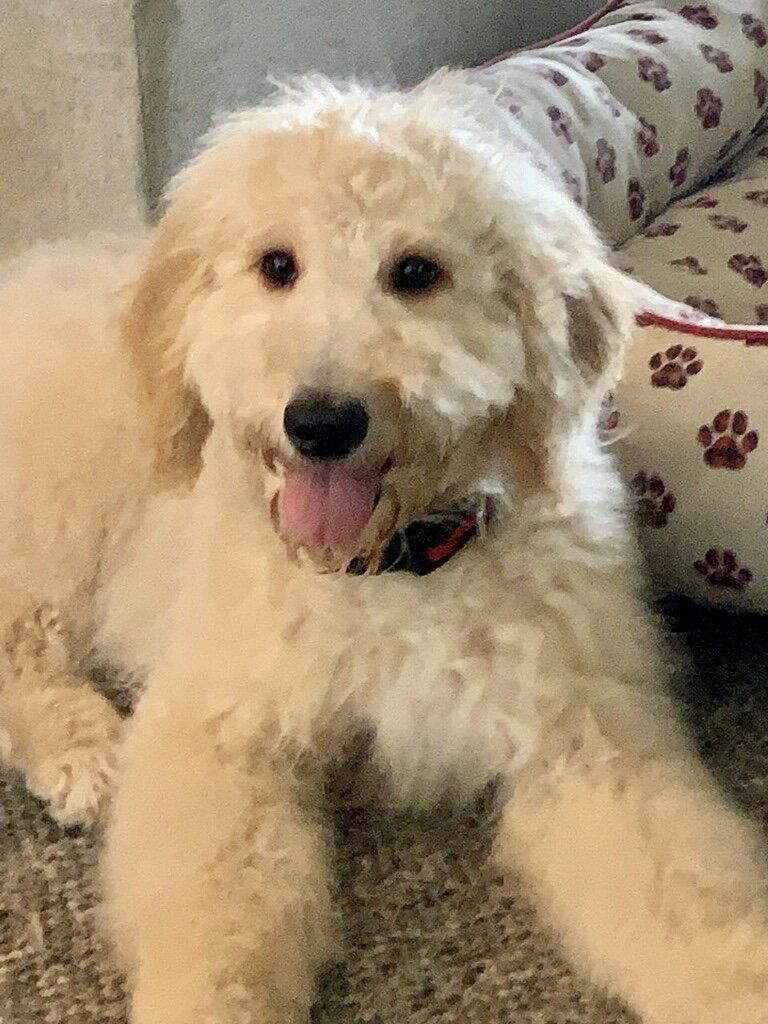 PENELOPE, a Adopted mixed breed in Southaven, MS image 3/3