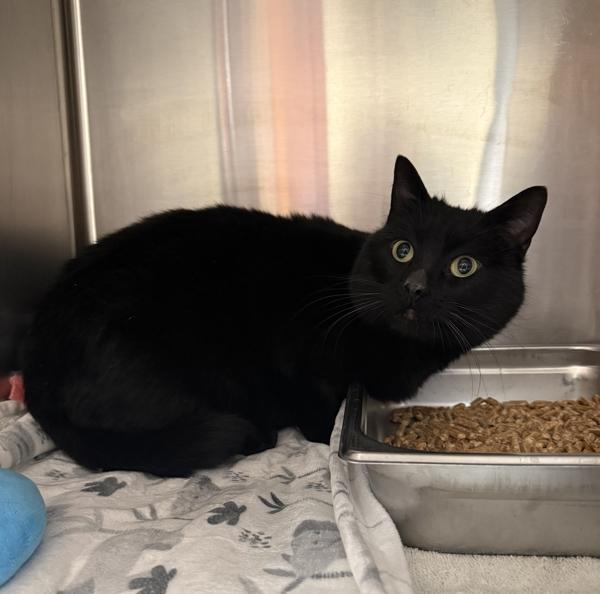 Colette, Adoptable, Adult Female Domestic Short Hair.