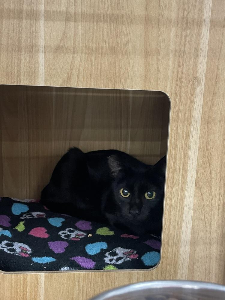 Nettle, Adoptable, Adult Female Domestic Short Hair.