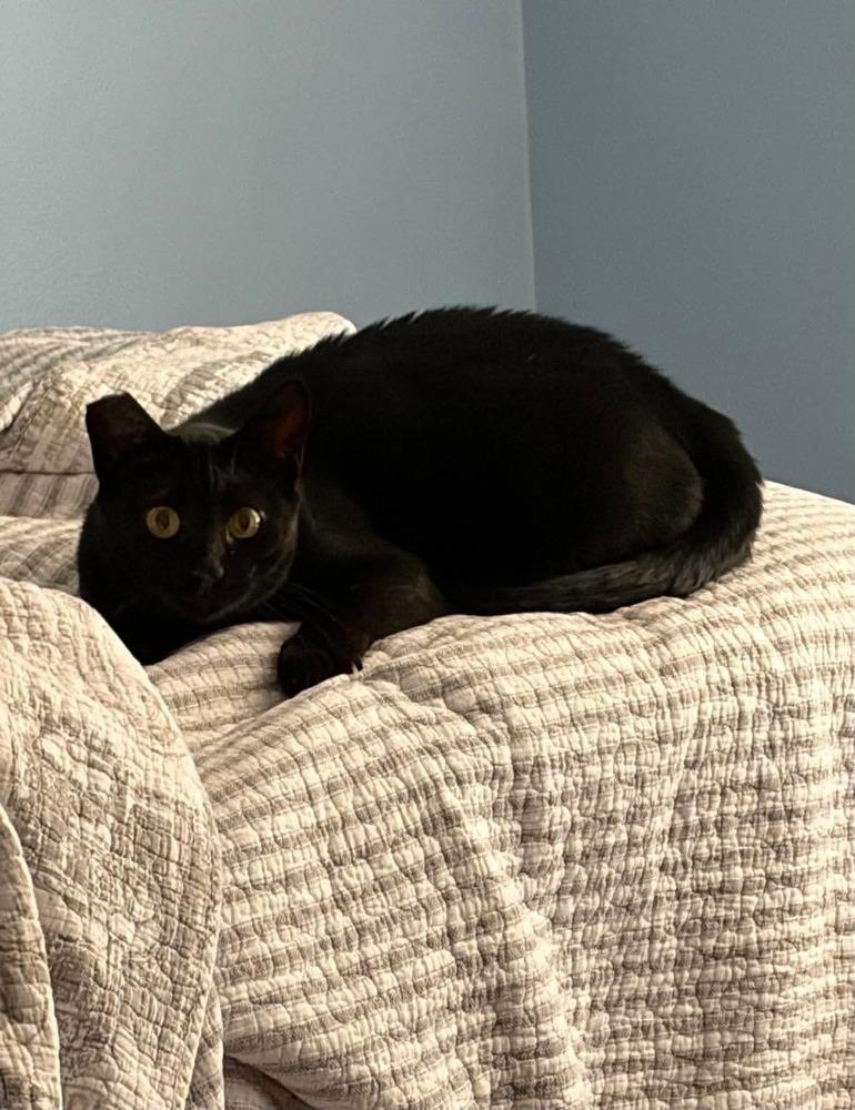 Enlarge Nettle, a Adoptable Domestic Short Hair in Orlando, FL image 3/6