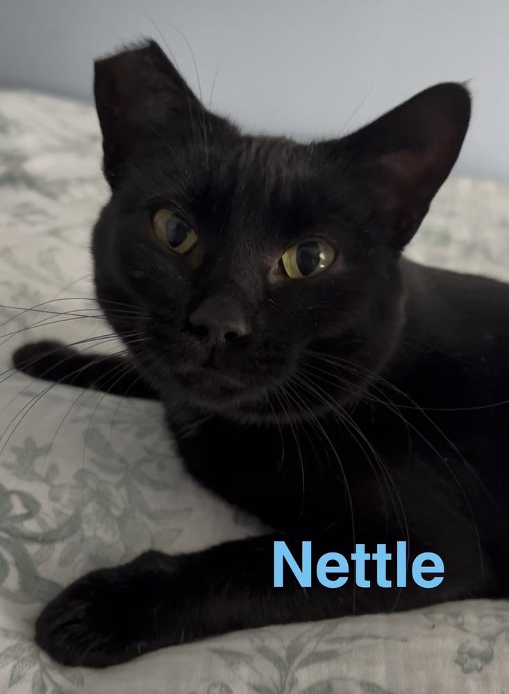 Enlarge Nettle, a Adoptable Domestic Short Hair in Orlando, FL image 1/6