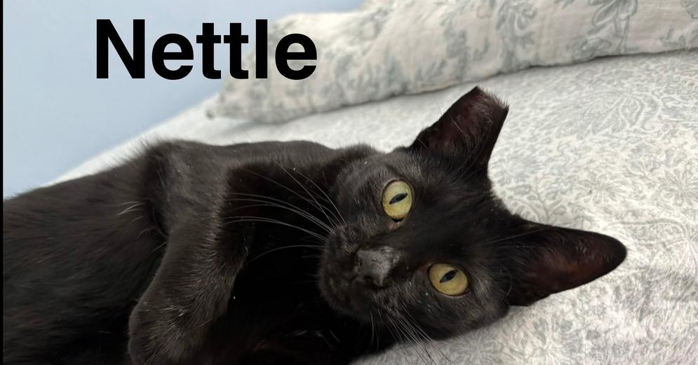 Enlarge Nettle, a Adoptable Domestic Short Hair in Orlando, FL image 5/6