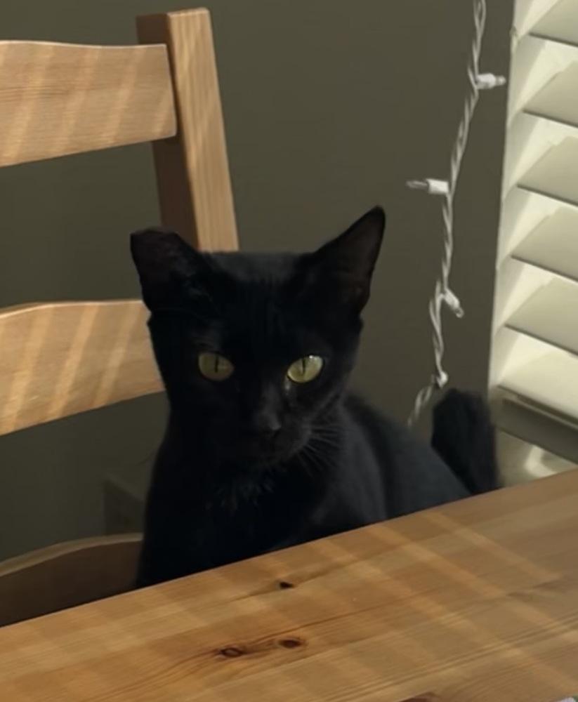 Nettle, Adoptable, Adult Female Domestic Short Hair.