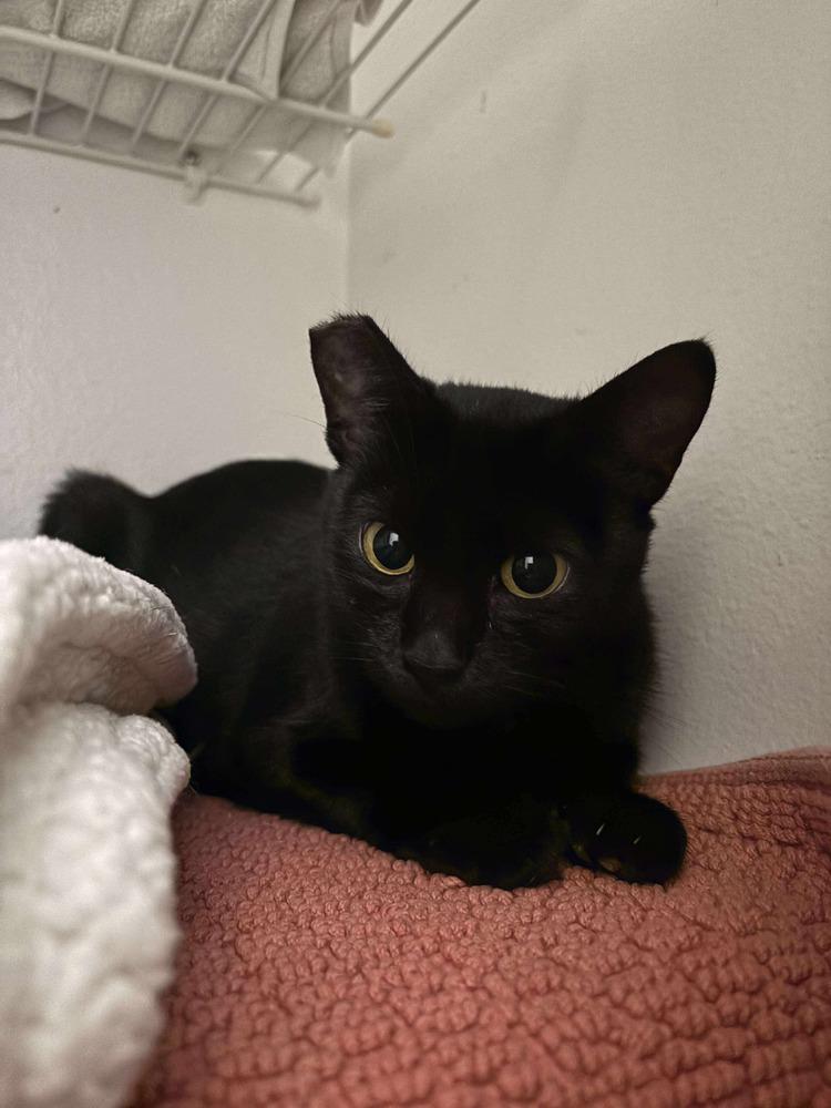 Enlarge Nettle, a Adoptable Domestic Short Hair in Orlando, FL image 3/6