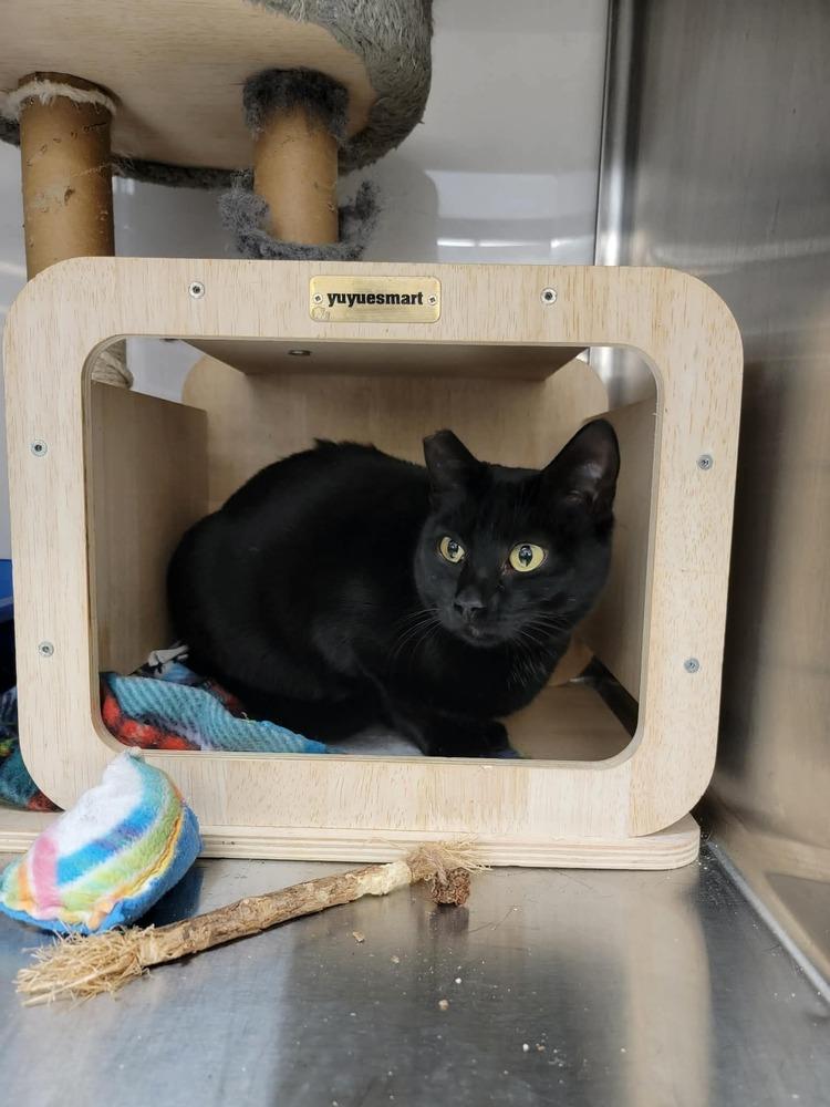 Enlarge Nettle, a Adoptable Domestic Short Hair in Orlando, FL image 4/6