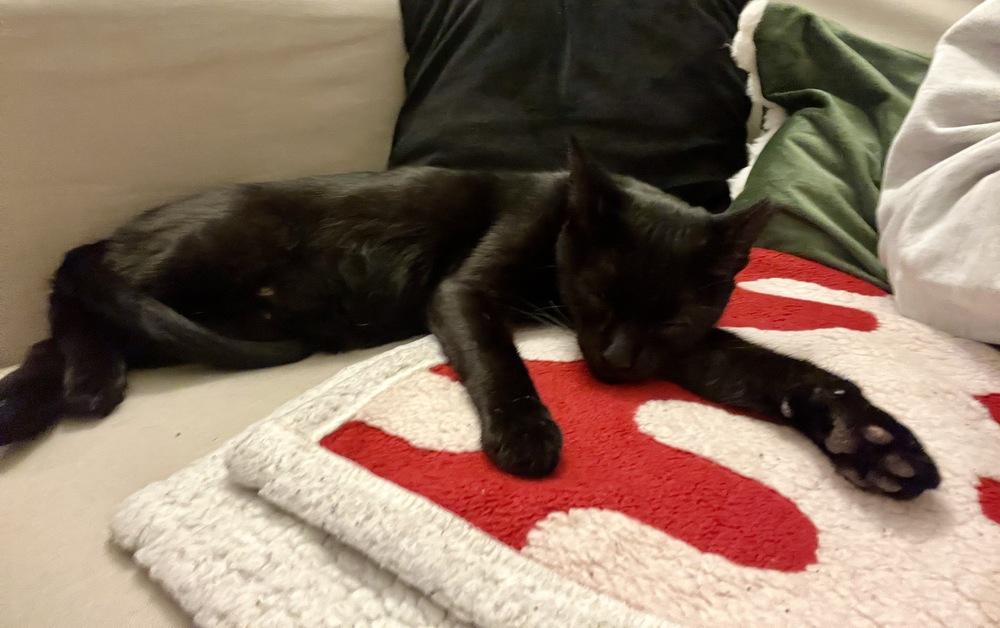 Enlarge Nettle, a Adoptable Domestic Short Hair in Orlando, FL image 5/6