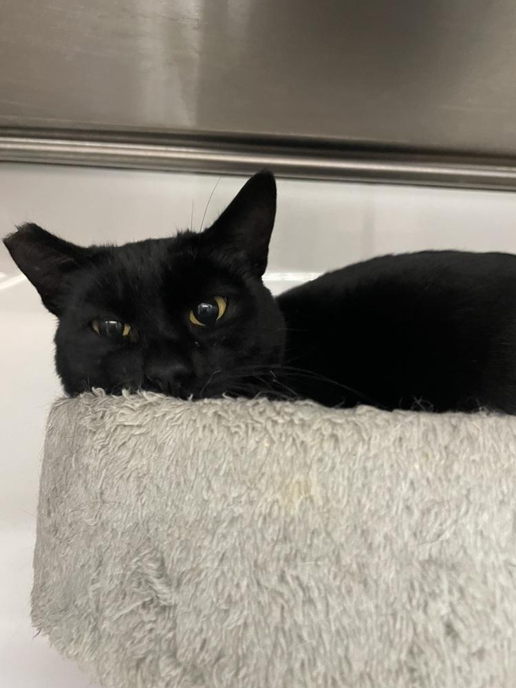 Enlarge Nettle, a Adoptable Domestic Short Hair in Orlando, FL image 6/6