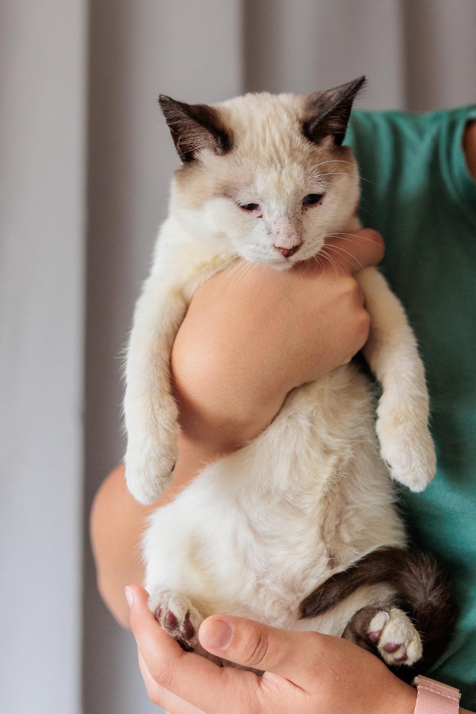 Winter, an adopted mixed breed in Gainesville, VA image 5/5