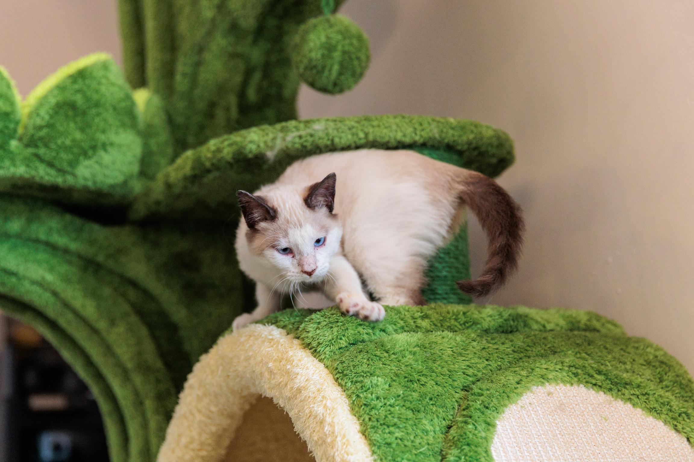 Winter, an adopted mixed breed in Gainesville, VA image 3/5