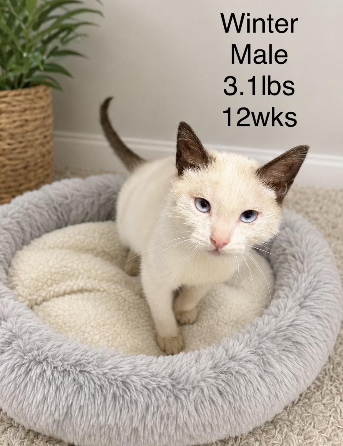 Winter, adopted, Kitten Male Domestic Short Hair & Siamese.