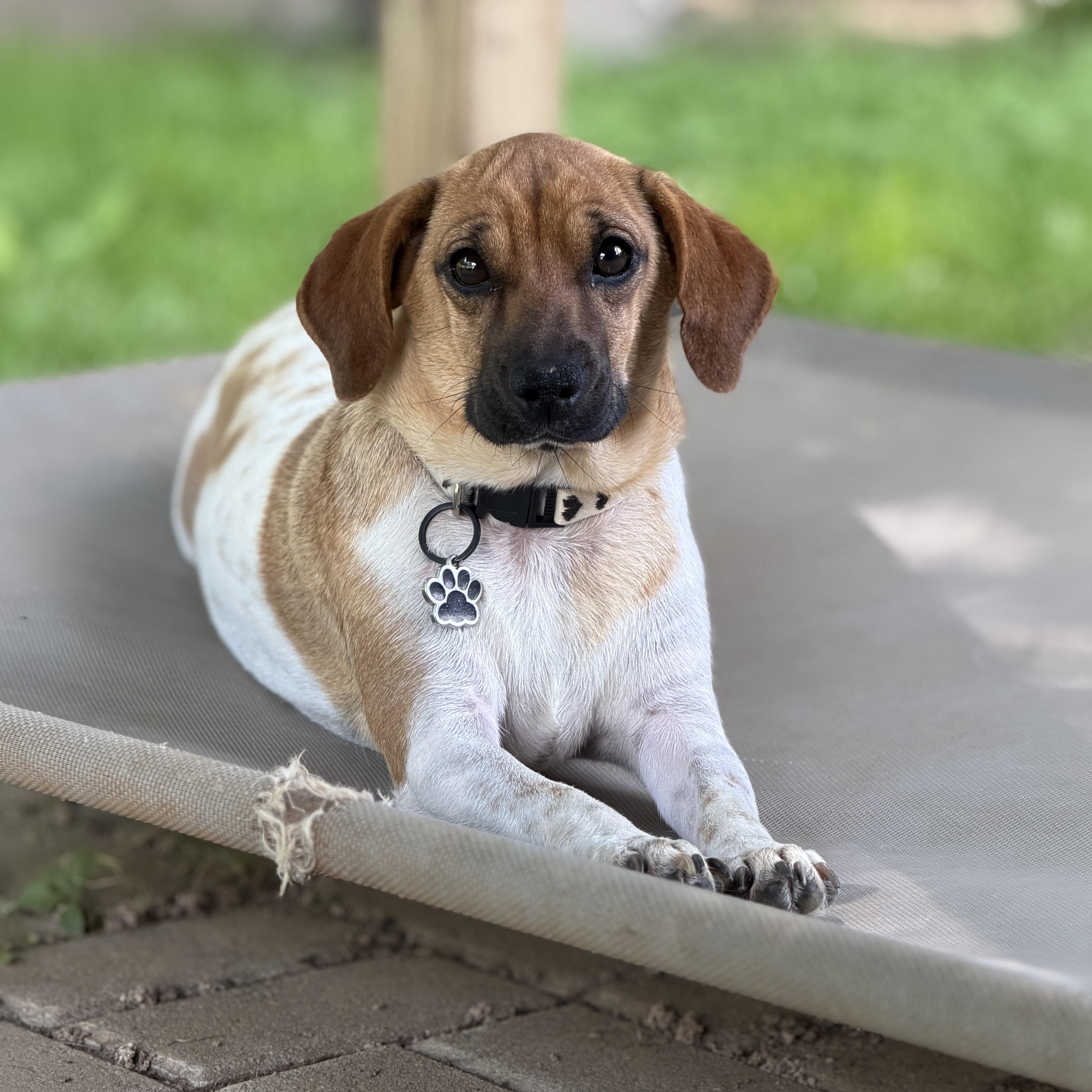 Momma Blossom, a ADOPTABLE mixed breed in Jeffersonville, IN image 3/6