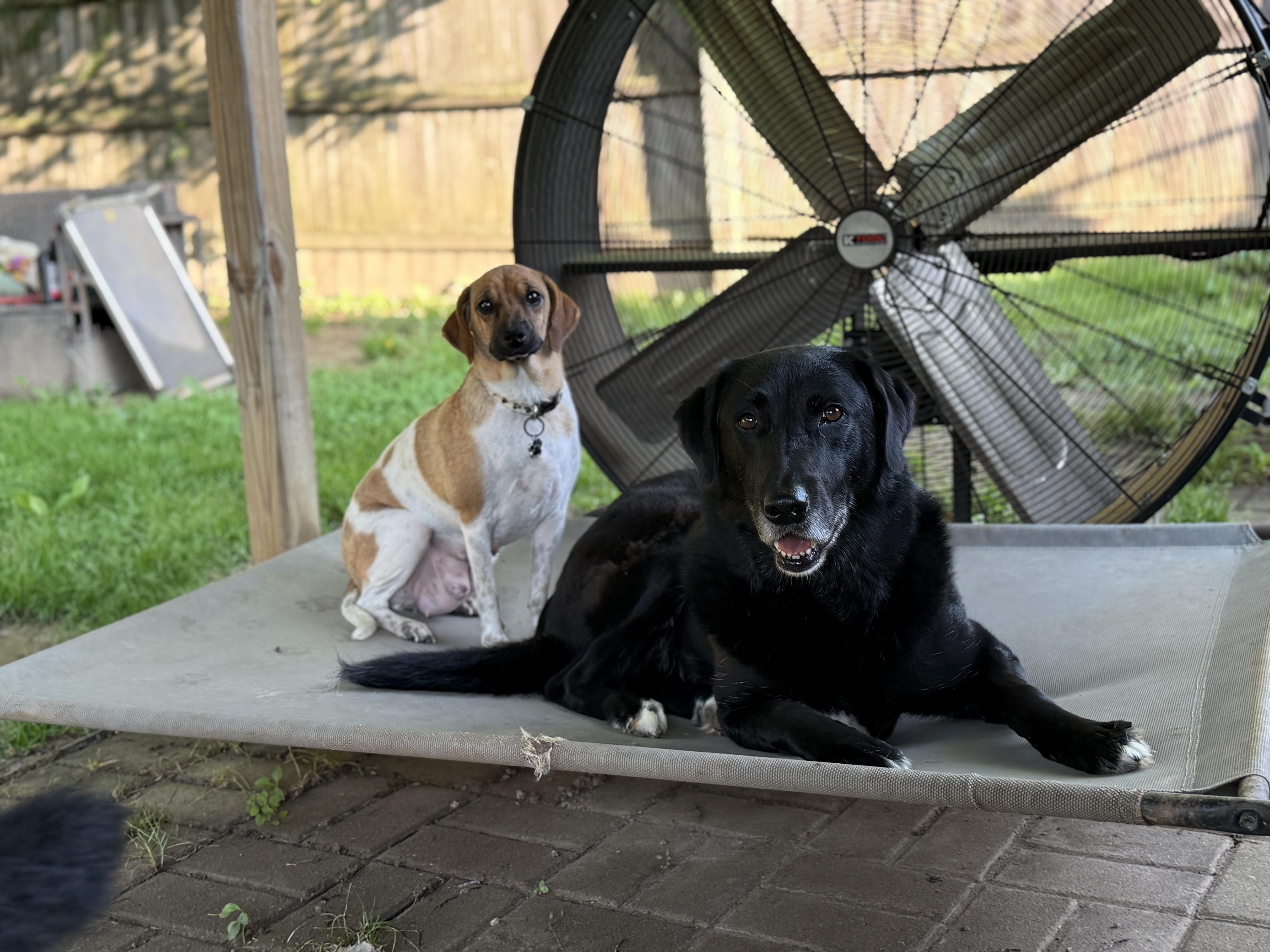 Momma Blossom, a ADOPTABLE mixed breed in Jeffersonville, IN image 4/6