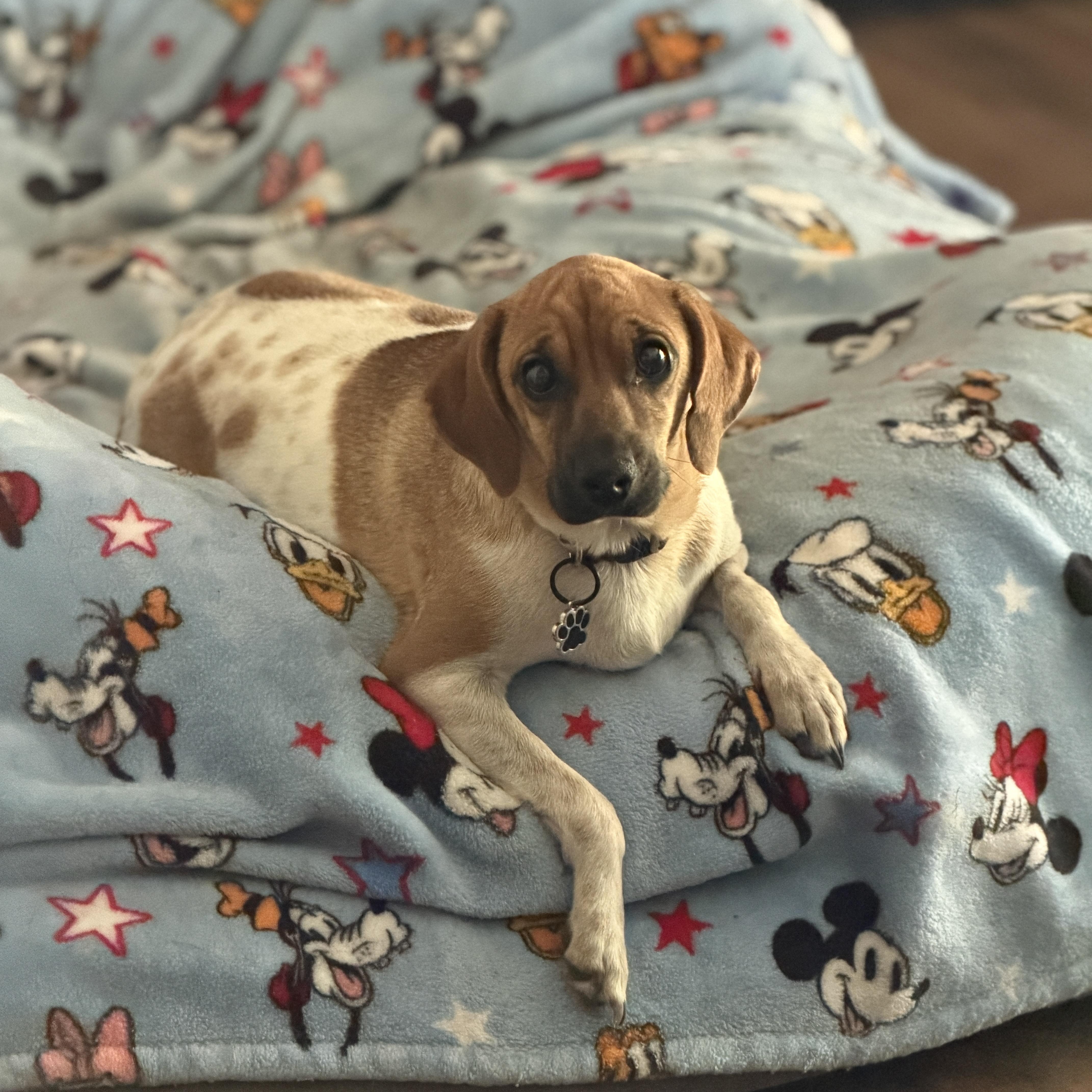 Momma Blossom, a ADOPTABLE mixed breed in Jeffersonville, IN image 2/6