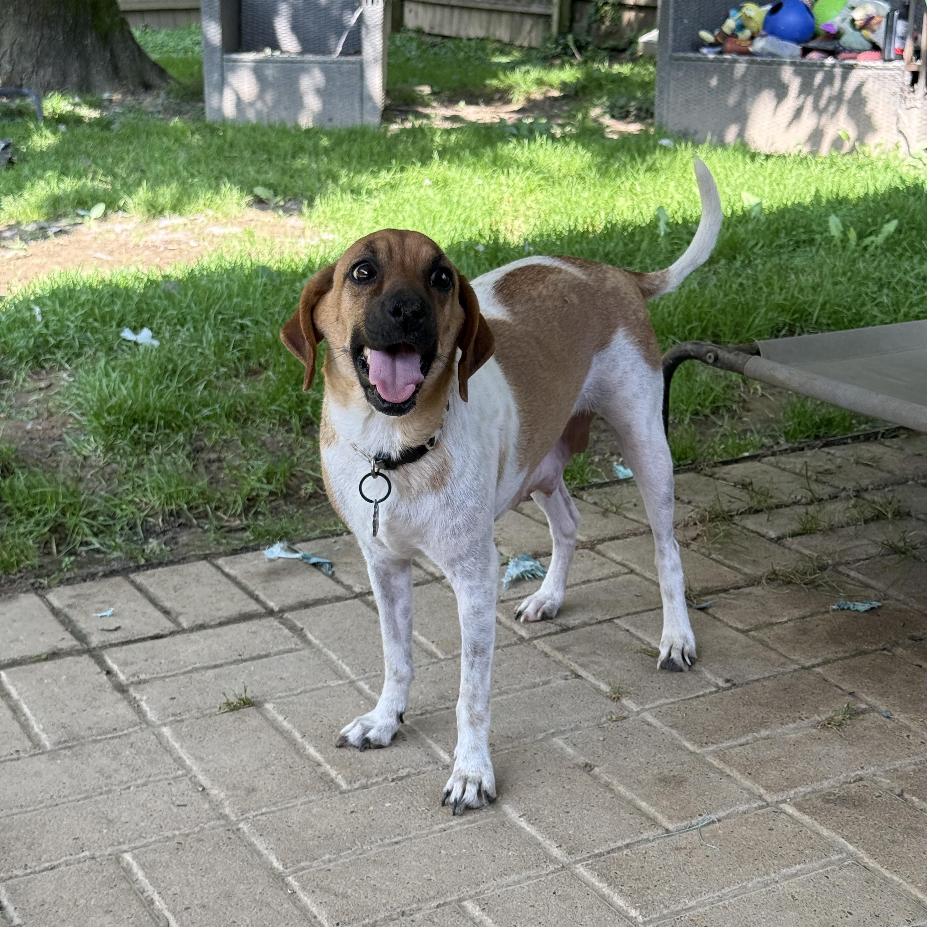 Momma Blossom, a ADOPTABLE mixed breed in Jeffersonville, IN image 1/6