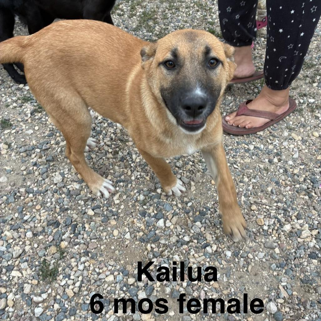 Enlarge Kailua D71127, a Adoptable mixed breed in Minnetonka, MN image 1/3