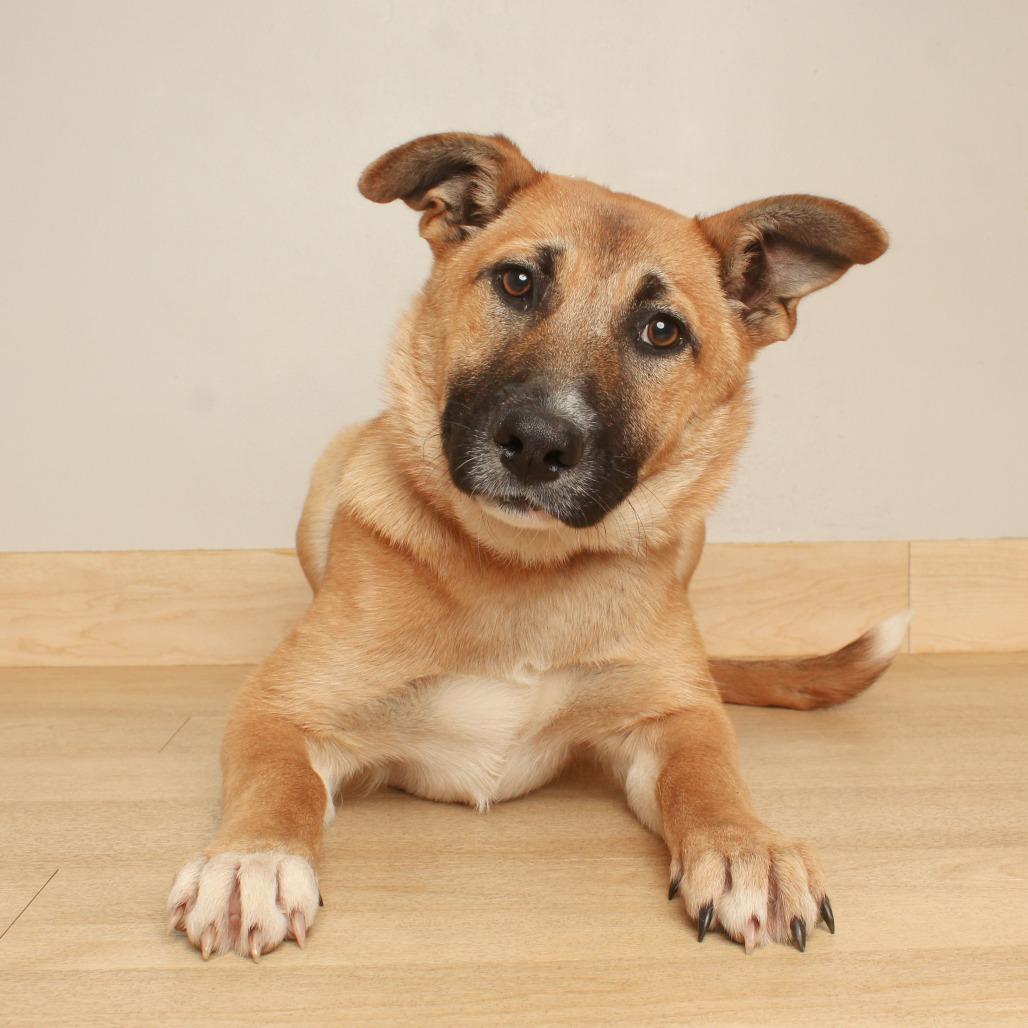 Enlarge Kailua D71127, a Adoptable mixed breed in Minnetonka, MN image 2/3