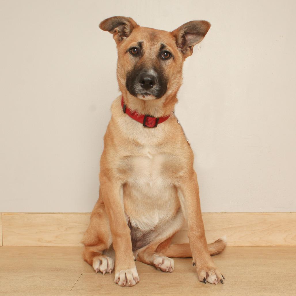 Enlarge Kailua D71127, a Adoptable mixed breed in Minnetonka, MN image 3/3