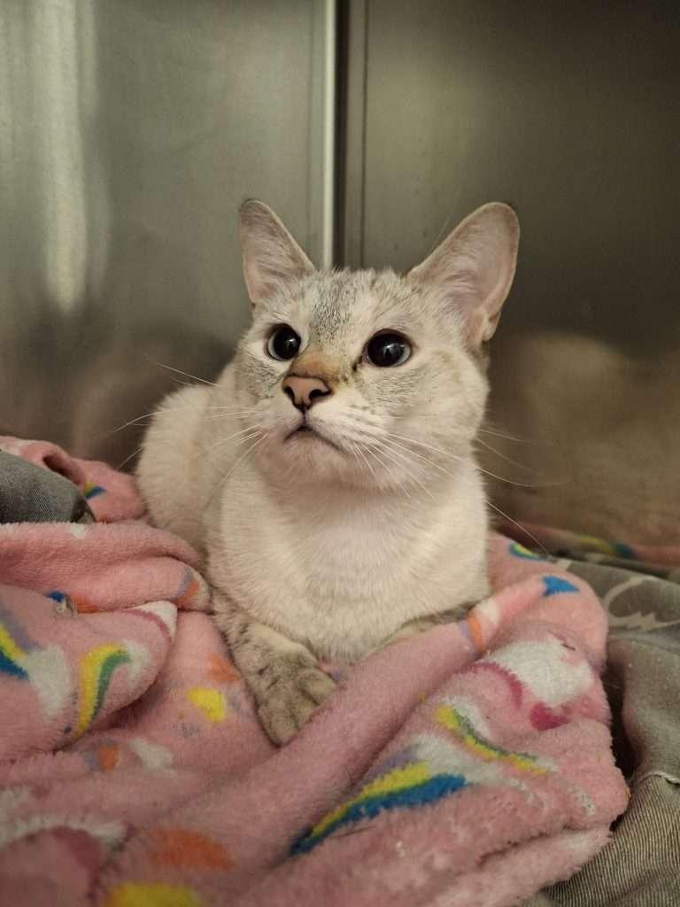 Enlarge ANGEL, a ADOPTABLE mixed breed in Ironwood, MI image 1/2