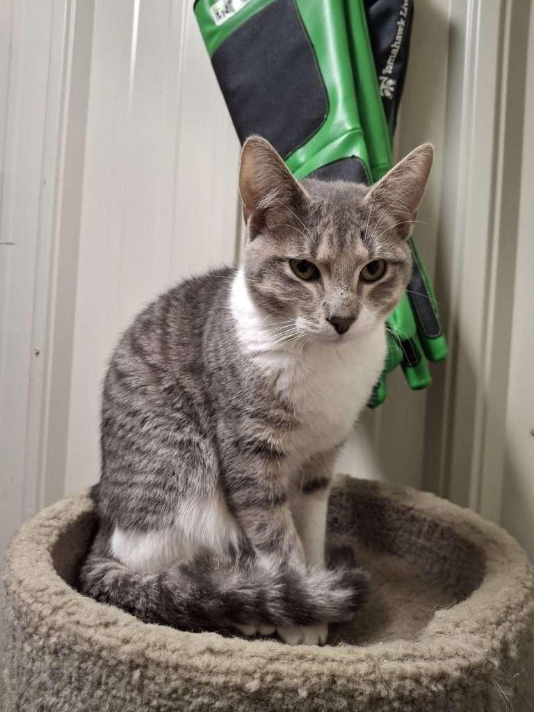 ANGEL, an adopted mixed breed in Ironwood, MI image 5/6
