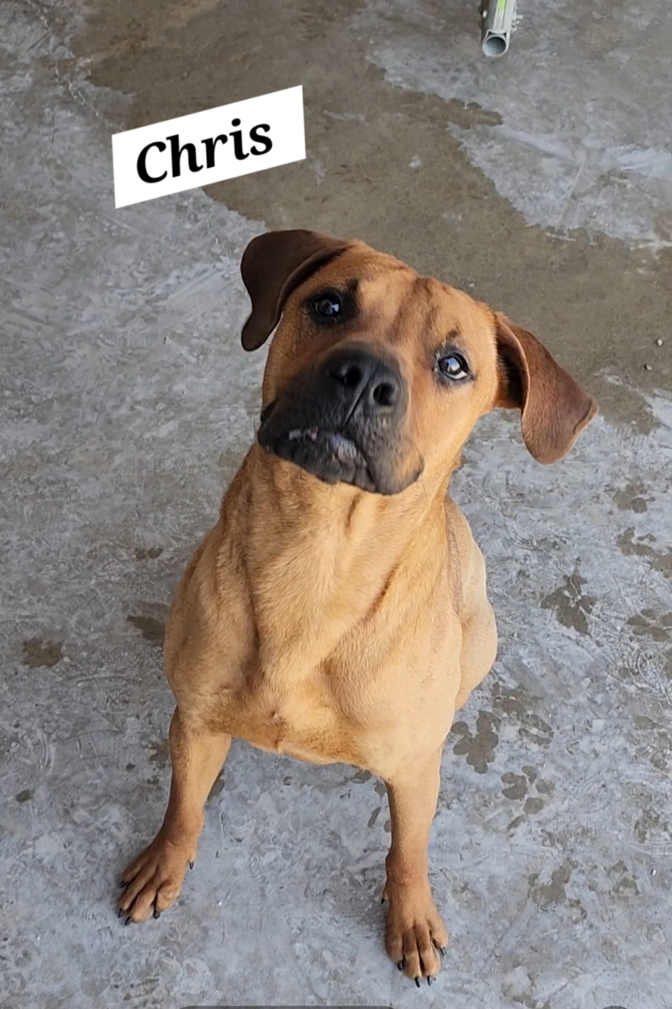 Chris, an adoptable Black Mouth Cur, Terrier in Clinton, MO, 64735 | Photo Image 3