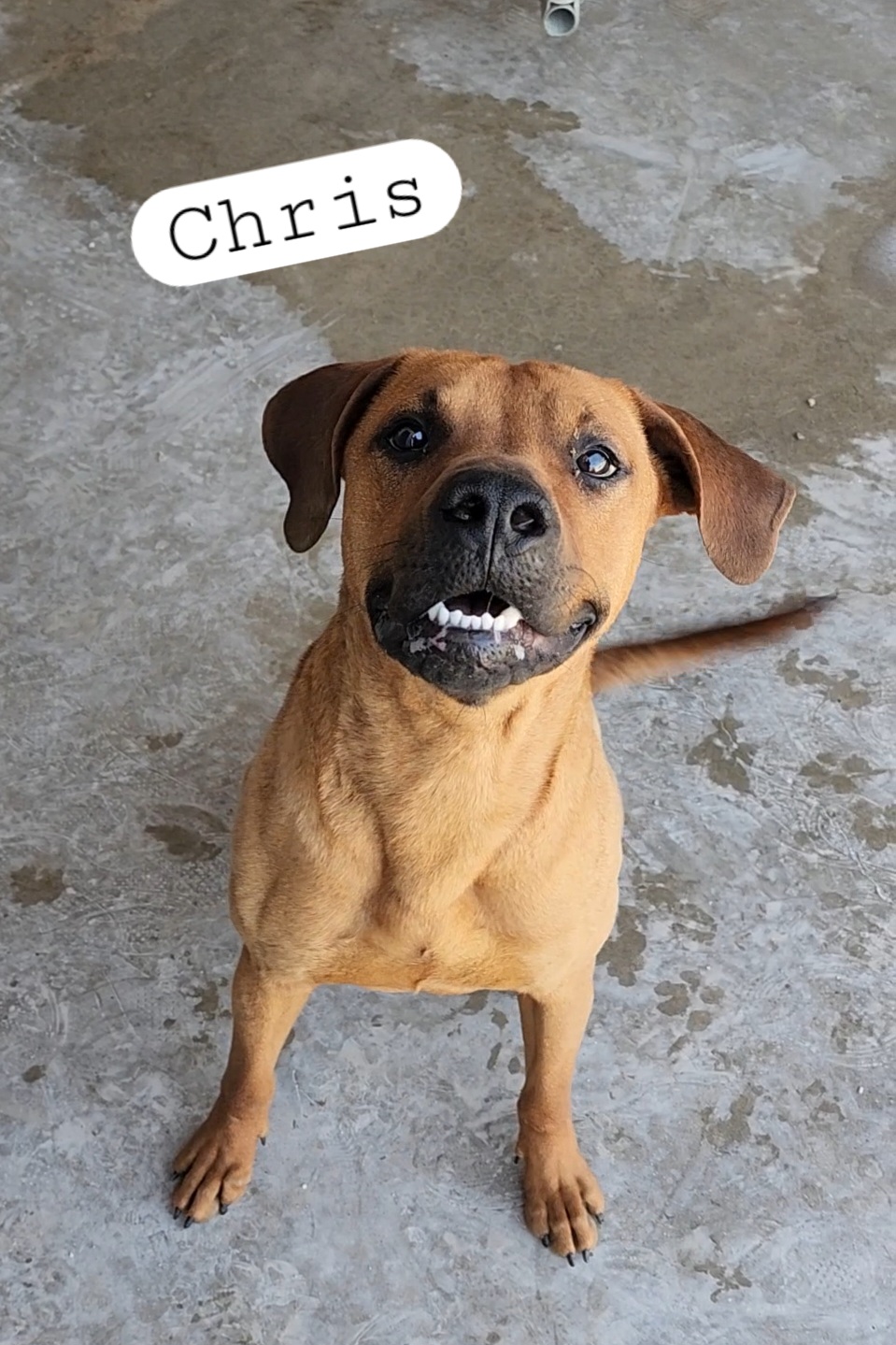 Chris, an adoptable Black Mouth Cur, Terrier in Clinton, MO, 64735 | Photo Image 4