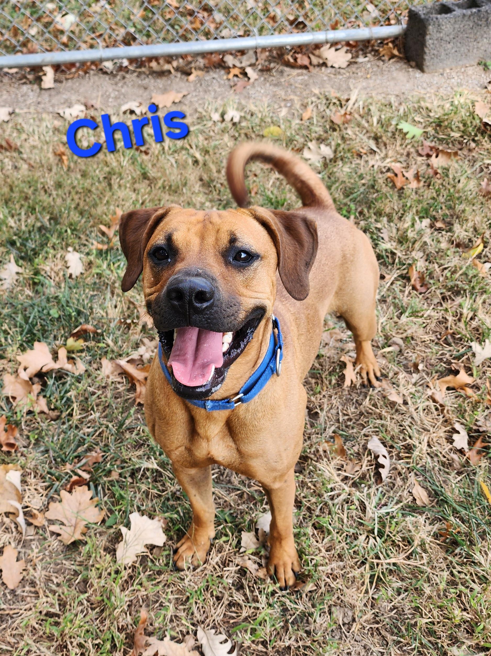 Chris, an adoptable Black Mouth Cur, Terrier in Clinton, MO, 64735 | Photo Image 1
