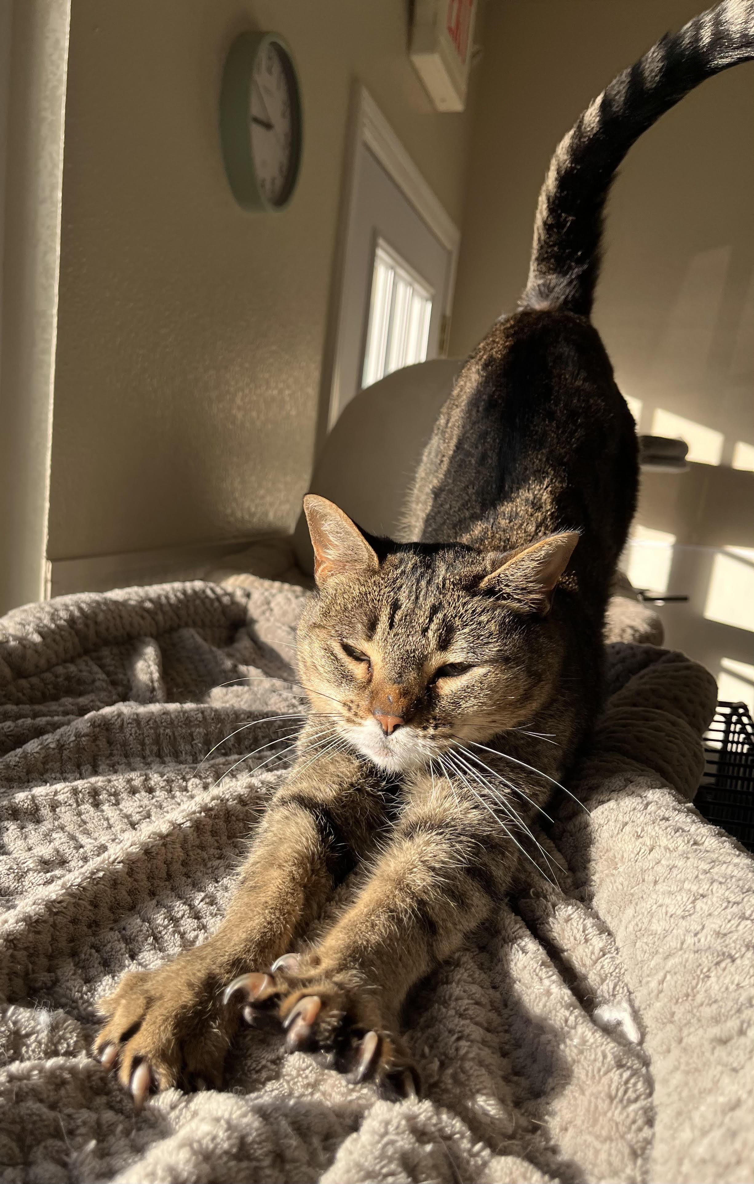 Mira and Mia, ADOPTABLE, Adult Female American Shorthair.