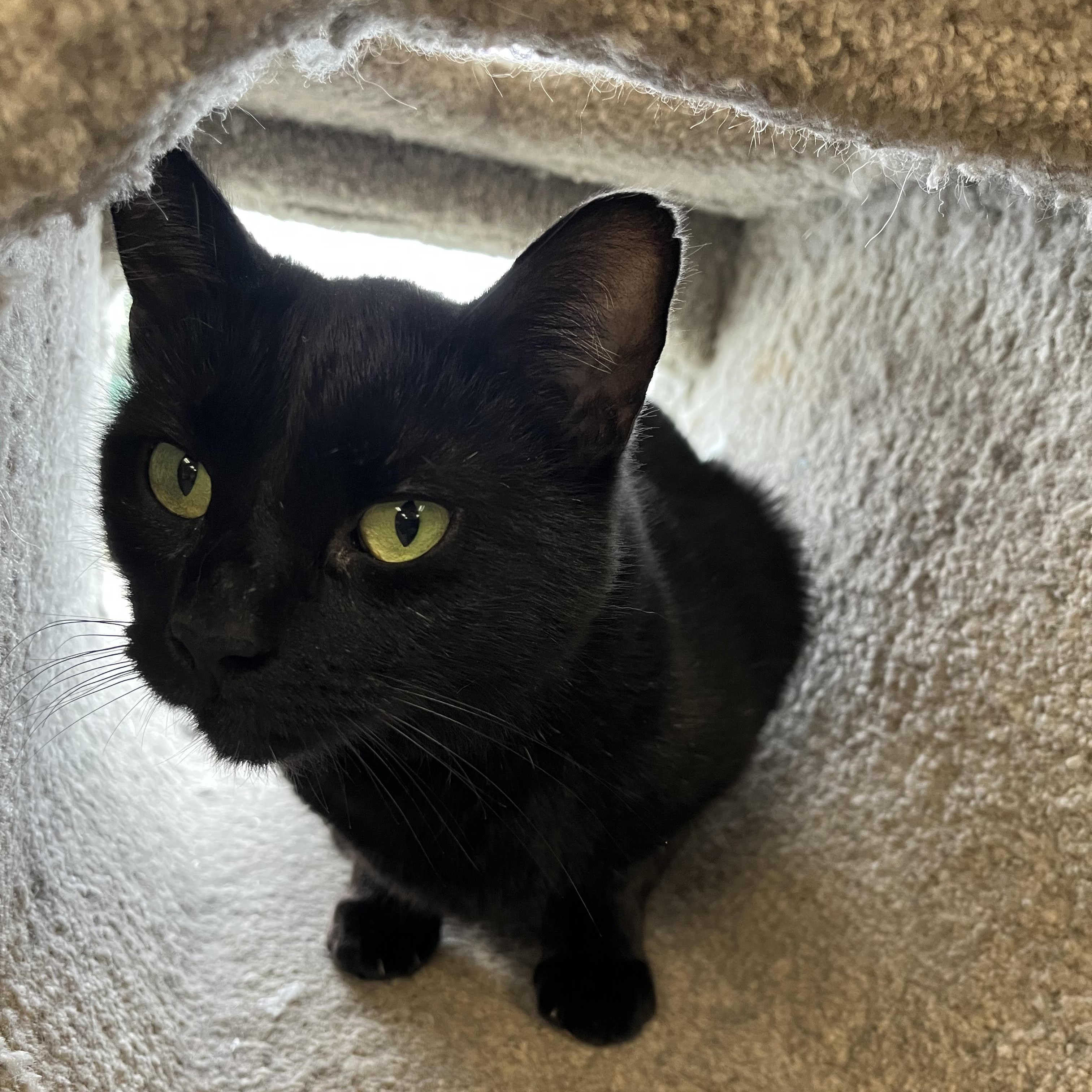 Enlarge Mira and Mia, a ADOPTABLE American Shorthair in Jackson, CA image 2/2