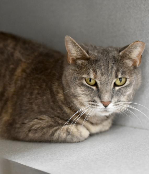Enlarge Thin Mint, a Adoptable Domestic Short Hair in Marietta, GA image 1/3