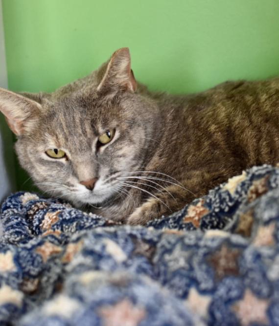 Enlarge Thin Mint, a Adoptable Domestic Short Hair in Marietta, GA image 2/3