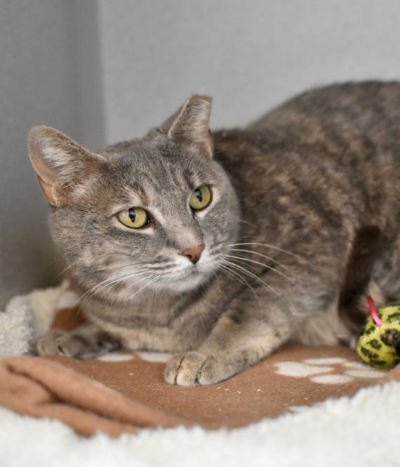 Enlarge Thin Mint, a Adoptable Domestic Short Hair in Marietta, GA image 3/3