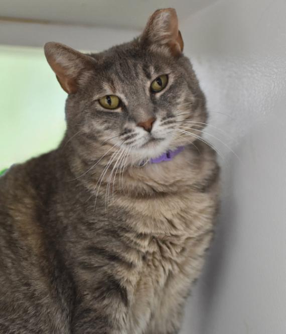 Thin Mint, a Adoptable Domestic Short Hair in Marietta, GA image 4/4