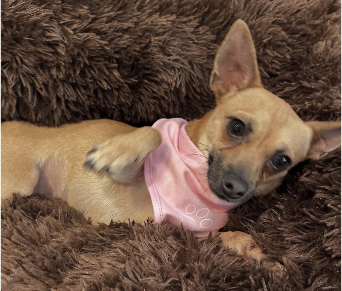 Anna & Elsa , a ADOPTABLE mixed breed in Lawrenceville, GA image 2/6