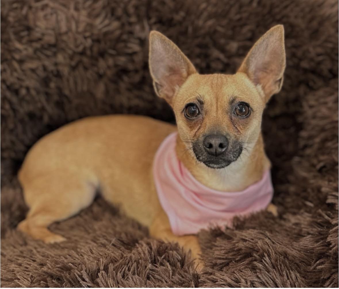 Anna & Elsa , a ADOPTABLE mixed breed in Lawrenceville, GA image 4/6