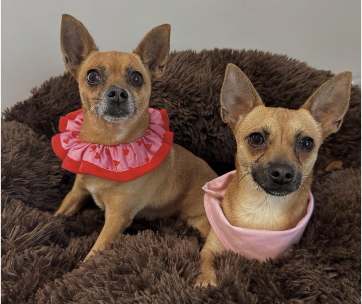 Anna & Elsa , a ADOPTABLE mixed breed in Lawrenceville, GA image 1/6