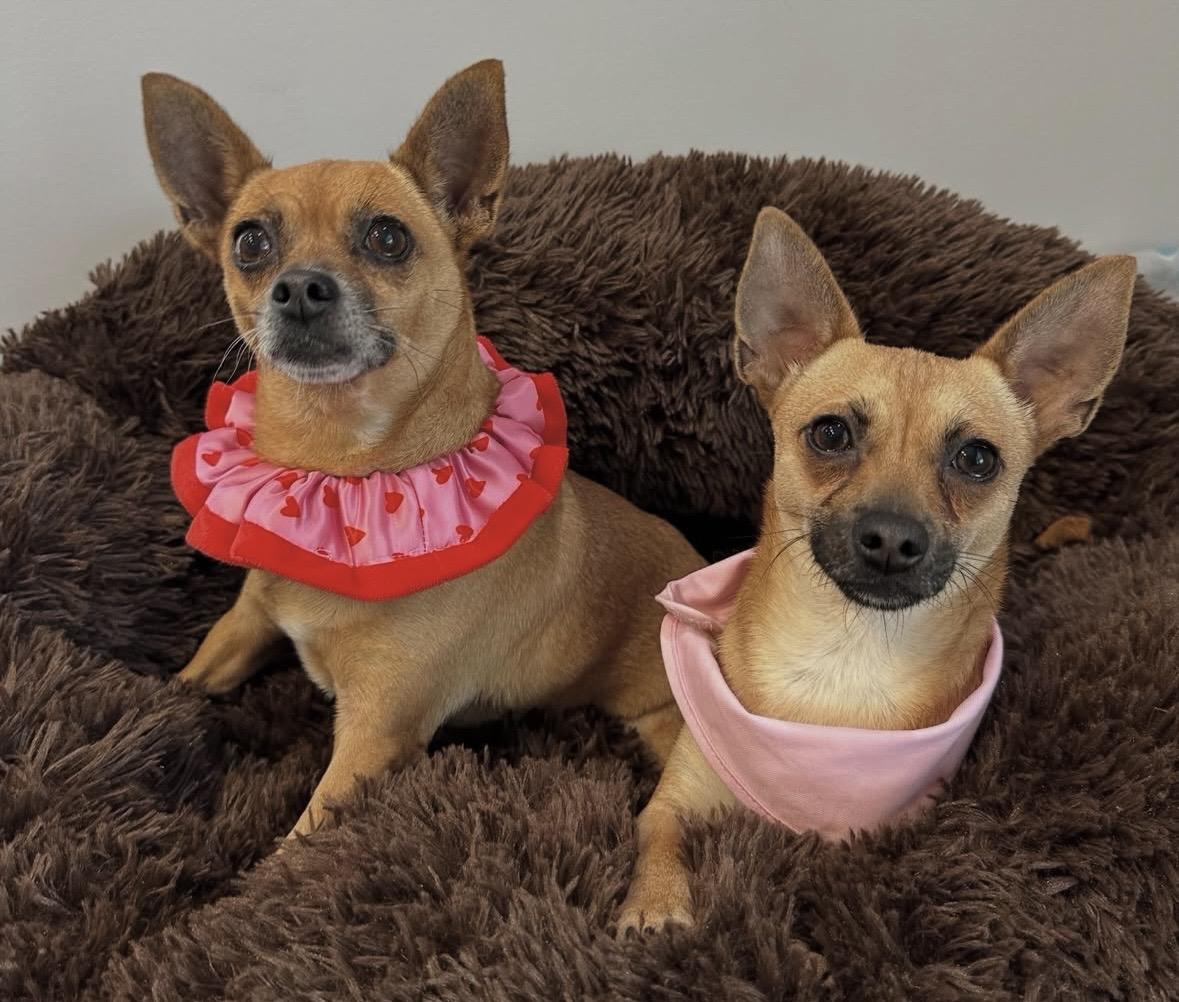 Anna & Elsa , a ADOPTABLE mixed breed in Lawrenceville, GA image 5/6
