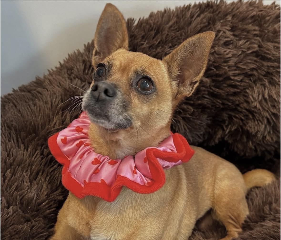 Anna & Elsa , a ADOPTABLE mixed breed in Lawrenceville, GA image 3/6