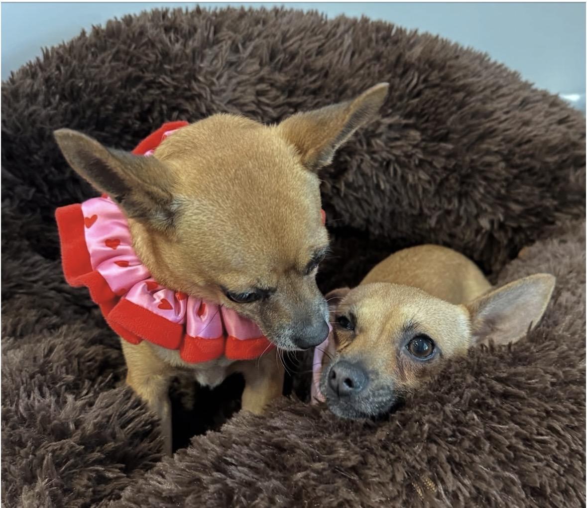 Anna & Elsa , a ADOPTABLE mixed breed in Lawrenceville, GA image 6/6