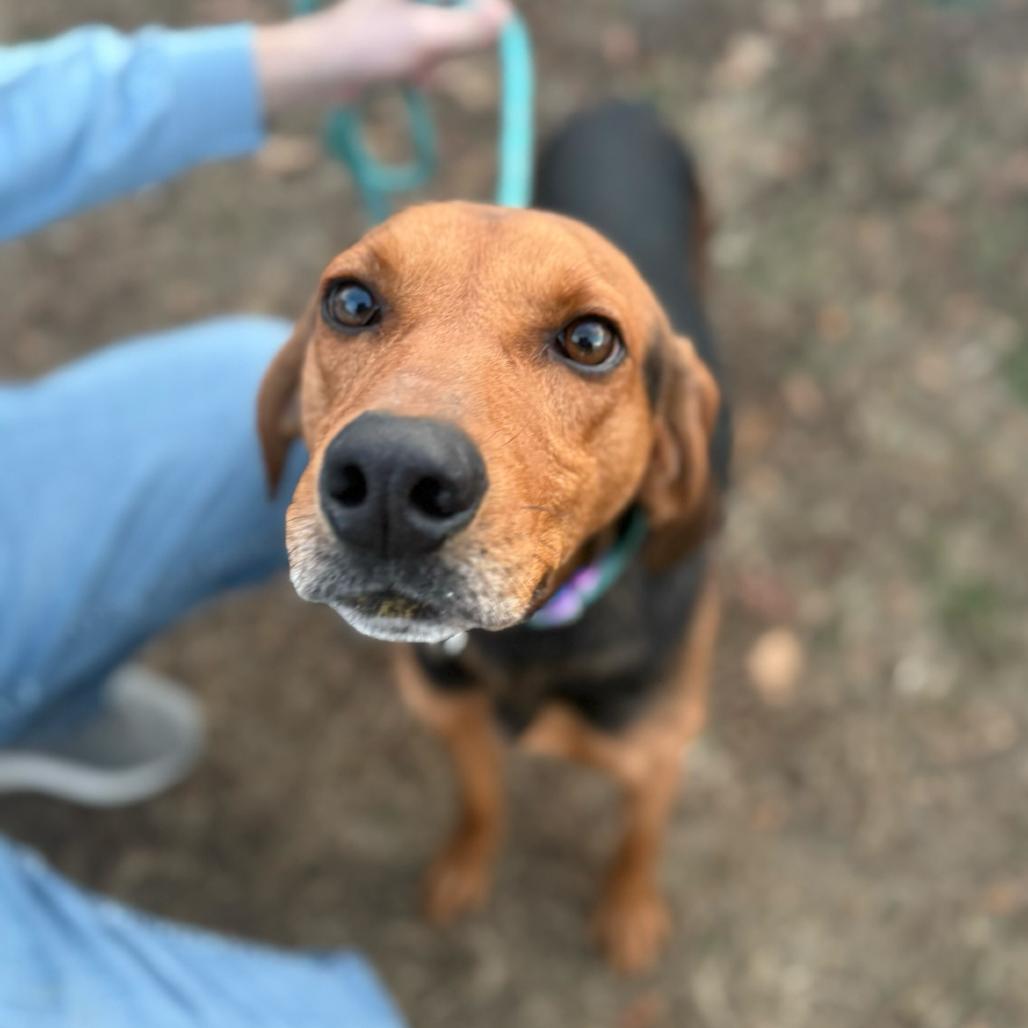 Enlarge Rangoon, a Adoptable Mixed Breed in Fredericksburg, VA image 1/1