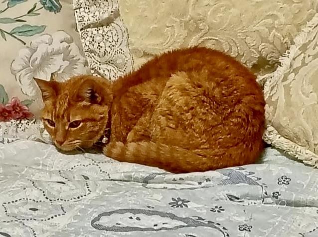 Enlarge Gracie, an adopted Domestic Short Hair in BLACK MOUNTAIN, NC image 3/3