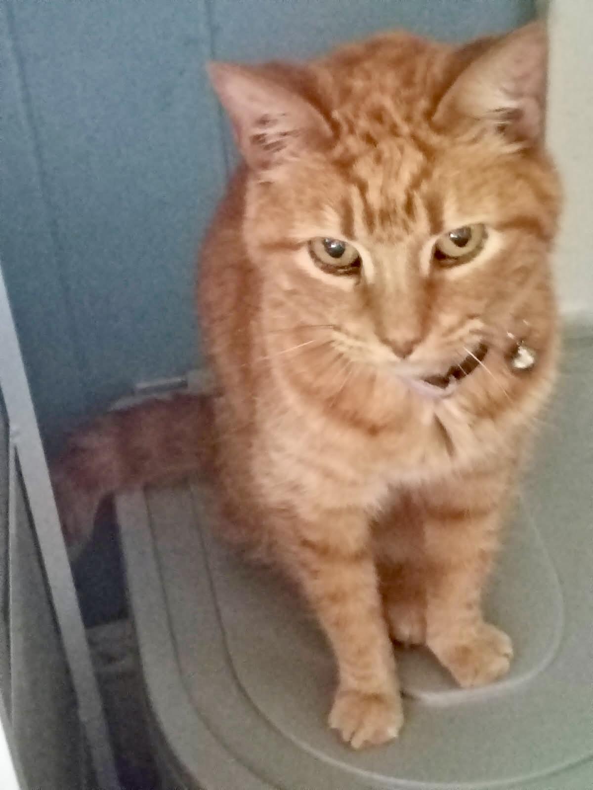 Enlarge Gracie, an adopted Domestic Short Hair in BLACK MOUNTAIN, NC image 2/3