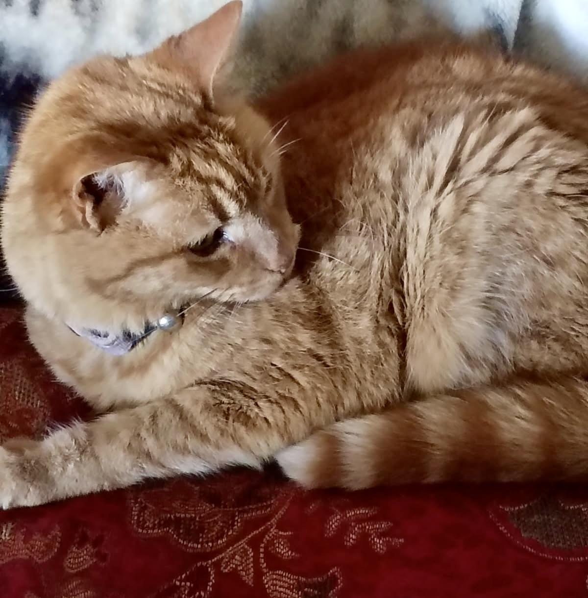 Gracie, adopted, Senior Female Domestic Short Hair.