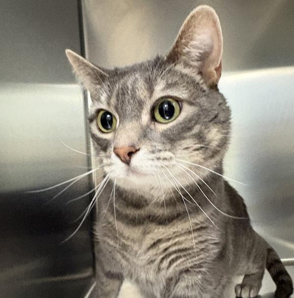 Zakahni, Adoptable, Adult Female Domestic Short Hair.