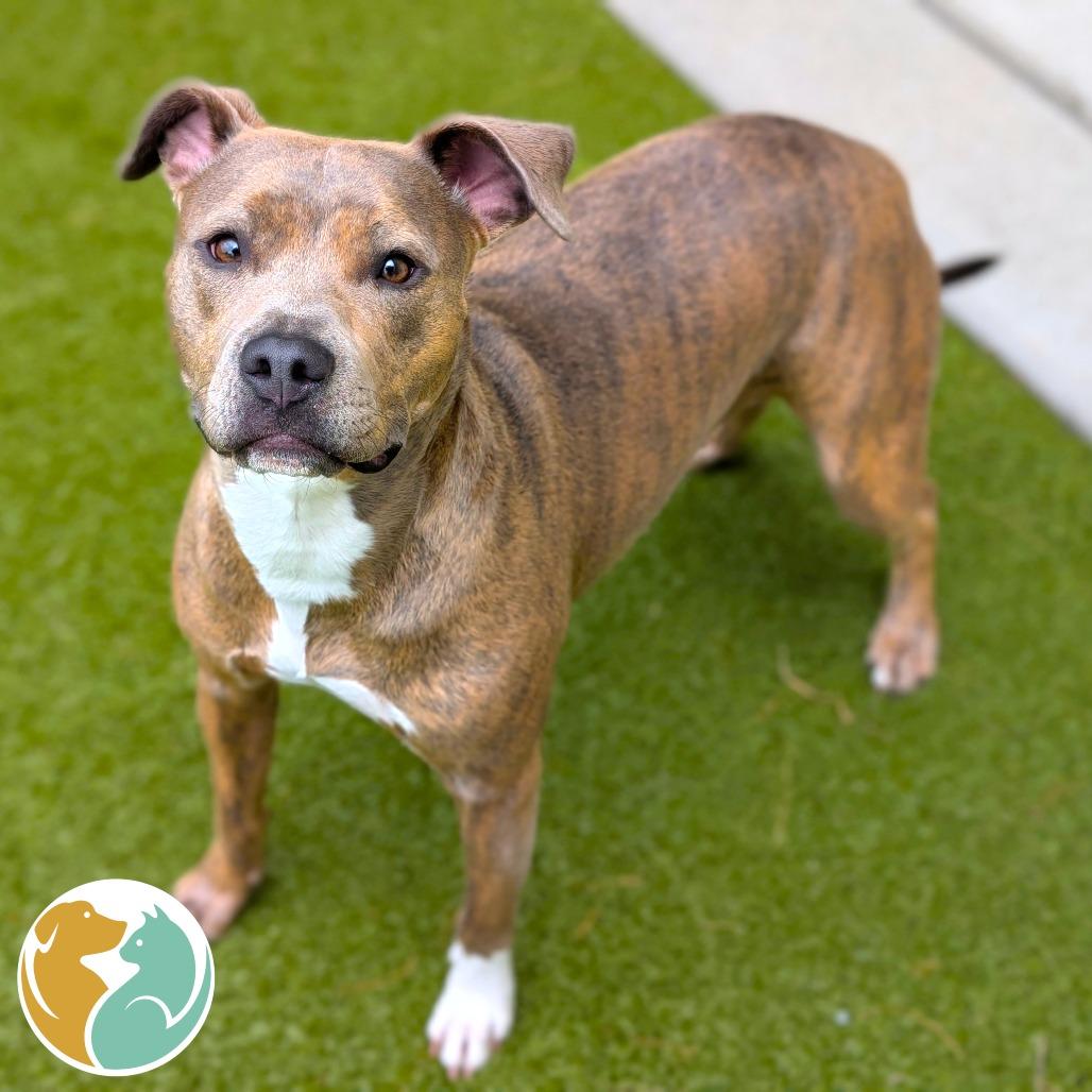 Enlarge Amelia Wren, a Adoptable mixed breed in Toledo, OH image 1/1