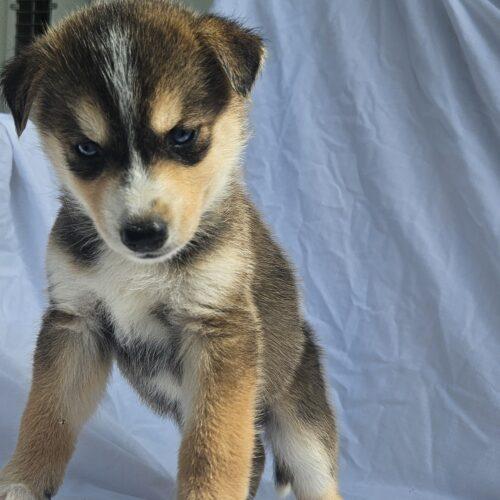 Joker, a Adoptable Siberian Husky in Kirksville, MO image 1/2