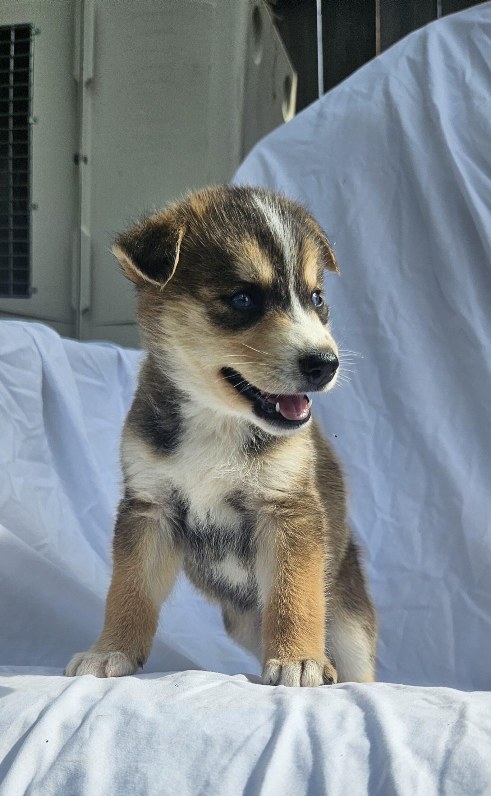 Joker, a Adoptable Siberian Husky in Kirksville, MO image 2/2