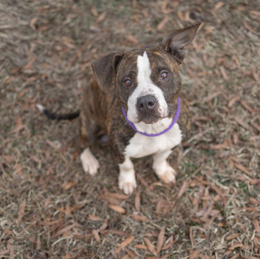 Enlarge Sorsha, a Adopted Mixed Breed in Durham, NC image 1/2