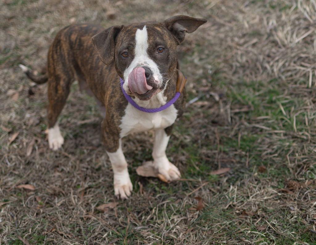 Enlarge Sorsha, a Adopted Mixed Breed in Durham, NC image 2/2