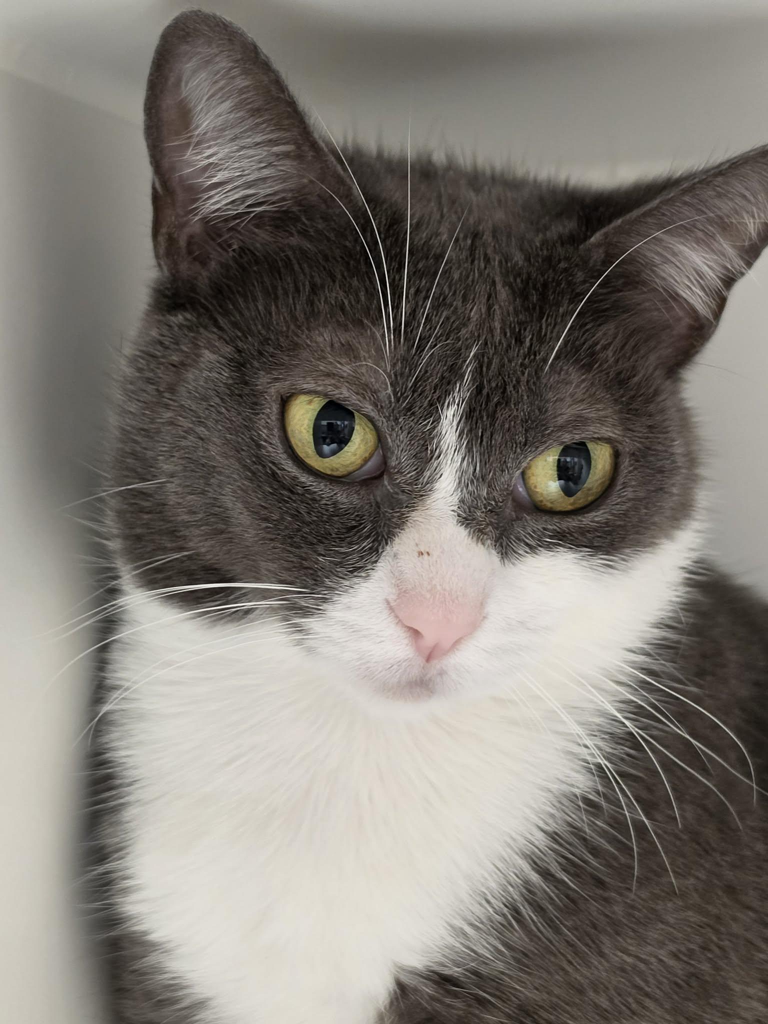 Enlarge Olivileen, a Adoptable Domestic Short Hair in Grants Pass, OR image 2/3