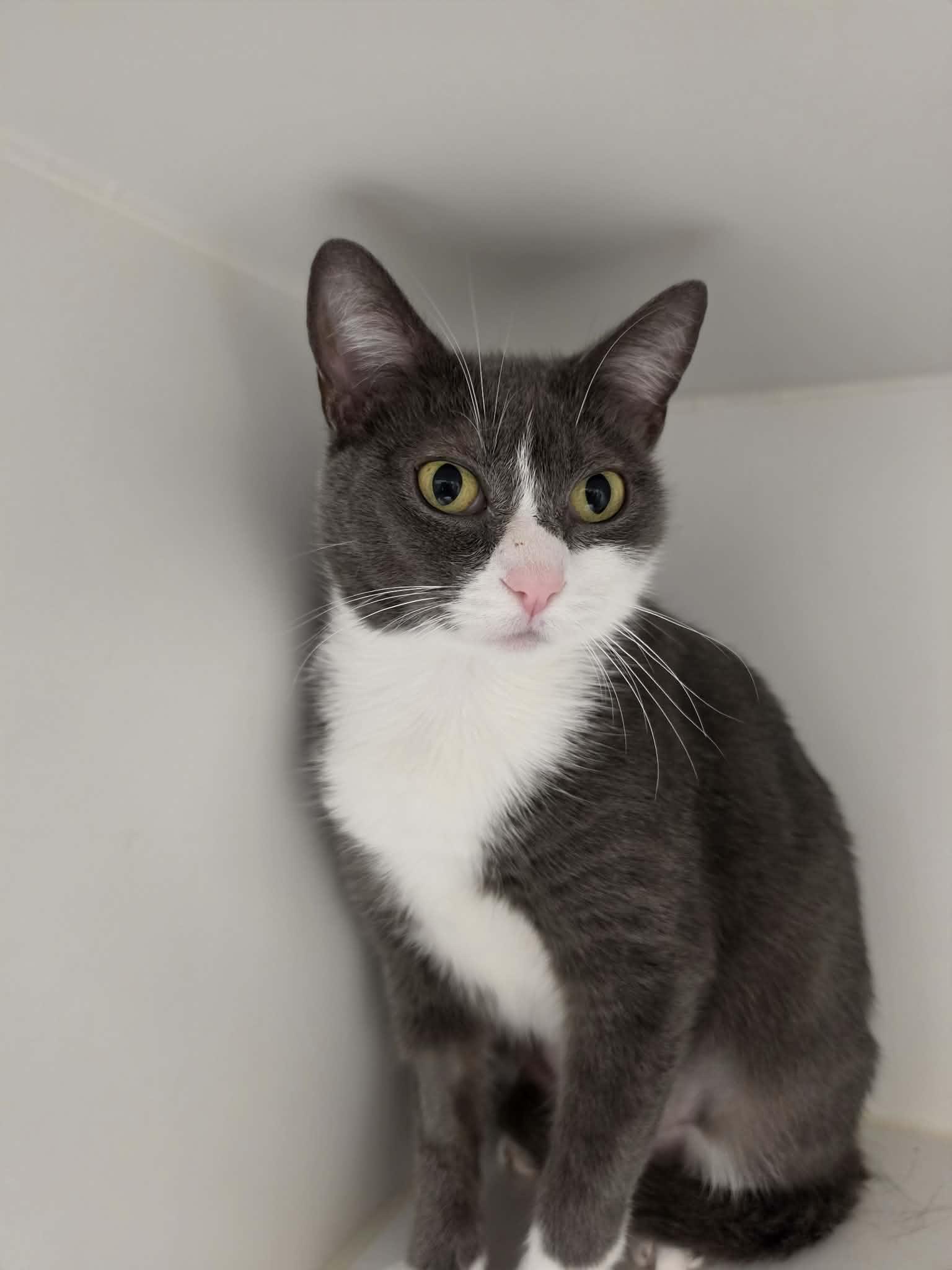 Enlarge Olivileen, a Adoptable Domestic Short Hair in Grants Pass, OR image 1/3